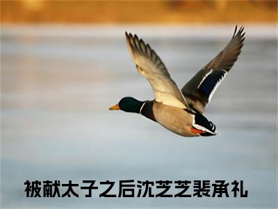 沈芝芝裴承礼（被献太子之后）全章节完整版免费小说_沈芝芝裴承礼最新章节在线阅读_笔趣阁
