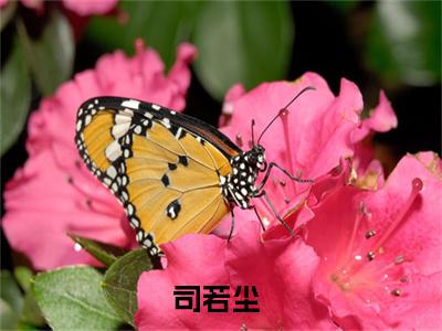 司若尘：男配飞升请勿扰阅读无弹窗大结局_（司若尘阅读无弹窗）最新章节列表_笔趣阁（司若尘）