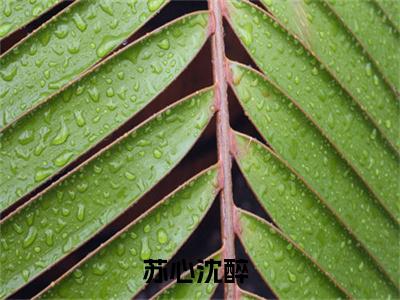 苏心沈醉小说大结局全文免费阅读-抖音小说我闪婚的禁欲老公，竟是财阀大佬
