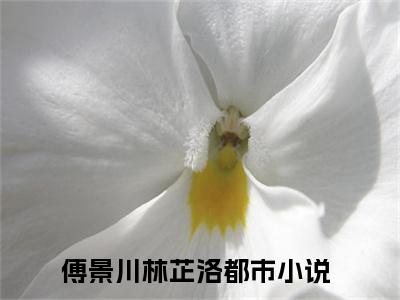 傅景川林芷洛小说免费阅读 傅景川林芷洛免费阅读无弹窗小说