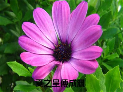 夏之星傅成渊小说后续阅读无弹窗大结局_（夏之星傅成渊阅读无弹窗）最新章节列表_笔趣阁（夏之星傅成渊）