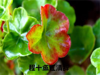 程十鸢江清辞最新章节（程十鸢江清辞）全文免费阅读无弹窗大结局_程十鸢江清辞小说全文免费阅读正版无弹窗_笔趣阁