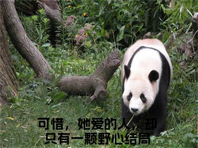 可惜，她爱的人，却只有一颗野心在线阅读（许清梨纪北陆小说）全文免费阅读无弹窗大结局_许清梨纪北陆免费最新章节列表_笔趣阁（可惜，她爱的人，却只有一颗野心小说）