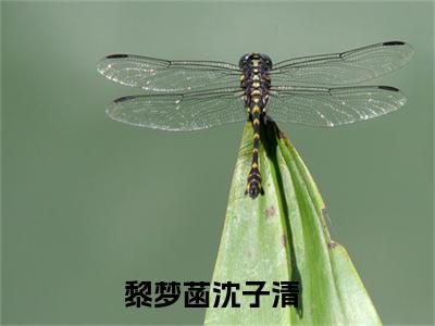 黎梦菡沈子清的小说全文免费阅读无弹窗,主角名字是黎梦菡沈子清的小说在线免费阅读大结局