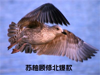 拿完五亿分手费，她嫁给前任小叔（苏柚顾修北）小说最新章节在线阅读-拿完五亿分手费，她嫁给前任小叔（苏柚顾修北）已完结全集大结局