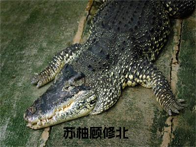 苏柚顾修北小说精彩章节今日阅读更新-（拿完五亿分手费，她嫁给前任小叔小说）免费阅读小说全文