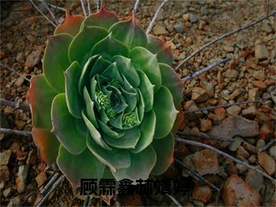 顾霖鑫林婧婷全文免费阅读_（顾霖鑫林婧婷免费阅读无弹窗）顾霖鑫林婧婷最新章节列表笔趣阁