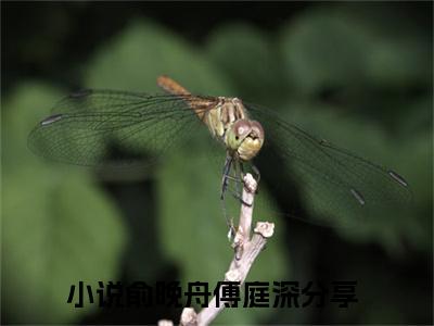 俞晚舟傅庭深小说全文免费阅读-俞晚舟傅庭深最新小说全文阅读