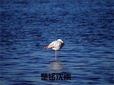 楚铭沈雨（楚铭沈雨）全文免费阅读无弹窗大结局_楚铭沈雨最新章节列表_笔趣阁