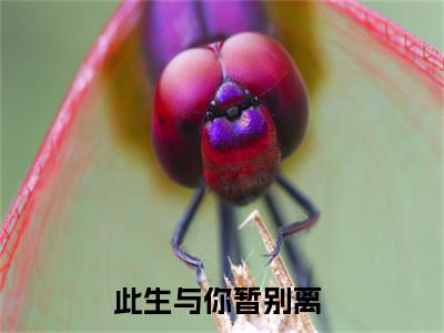 此生与你暂别离（叶桑桑陆鹤年）小说全文大结局-（叶桑桑陆鹤年）全章节完整版在线阅读