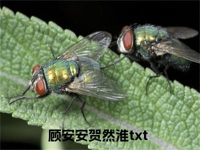 顾安安贺然淮无删版小说阅读-顾安安贺然淮全文无弹窗试读