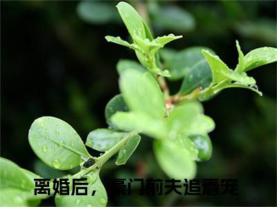 温言裴时年（离婚后，豪门前夫追着宠）全文免费阅读无弹窗大结局_（温言裴时年）离婚后，豪门前夫追着宠最新章节列表_笔趣阁