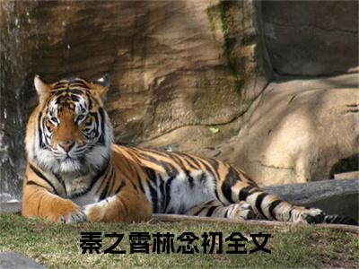 秦之霄林念初热门小说在哪免费看-小说（秦之霄林念初）完整版全文在线赏析