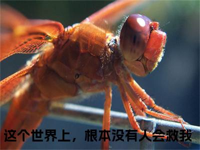 林浅夏秦西辞（这个世界上，根本没有人会救我）全文免费阅读无弹窗大结局_林浅夏秦西辞小说精彩免费试读