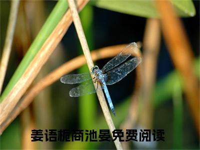 主角叫姜语栀商池晏的小说-姜语栀商池晏最新章节在线阅读