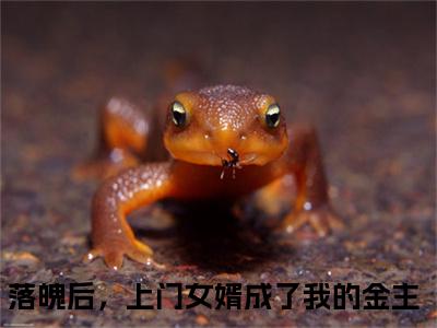 落魄后，上门女婿成了我的金主（陆谨言）全文免费阅读无弹窗大结局_落魄后，上门女婿成了我的金主小说全文免费阅读最新章节列表（陆谨言）