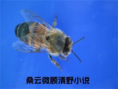 桑云微顾清野小说-桑云微顾清野全文免费阅读