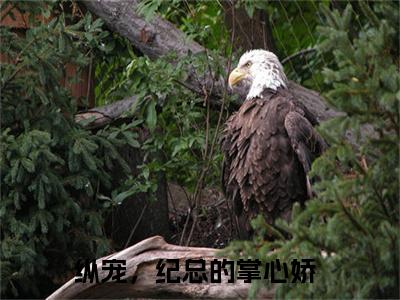 纪修凛阮言(纵宠，纪总的掌心娇)全文免费阅读无弹窗_纪修凛阮言（纵宠，纪总的掌心娇）全文阅读-笔趣阁（纪修凛阮言）