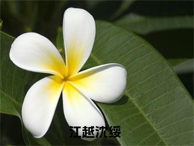 江越沈绥小说在哪里可以看 江越沈绥免费在线阅读