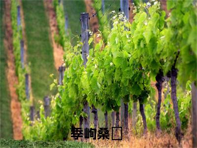 季峋桑婳小说-季峋桑婳全文免费阅读