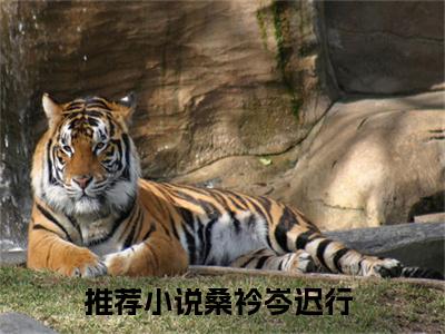 好书推荐小说桑衿岑迟行-桑衿岑迟行全文免费阅读大结局
