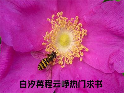 白汐苒程云峥小说全文阅读-（白汐苒程云峥）小说大结局