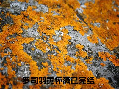 罗司羽黄怀薇(罗司羽黄怀薇)全文免费阅读无弹窗大结局_(罗司羽黄怀薇)免费阅读无弹窗最新章节列表