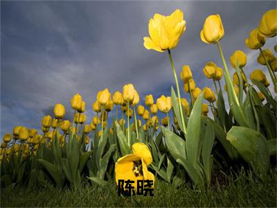 重生四合院阅读无弹窗大结局_陈晓穿越小说免费阅读_笔趣阁