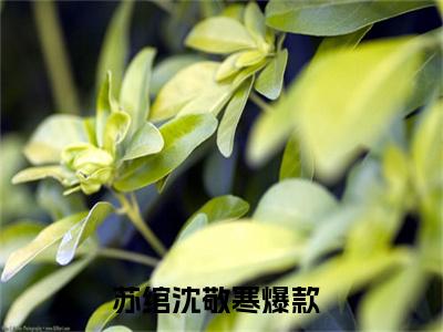 苏绾沈敬寒（不符卿卿不负君）小说好看吗-苏绾沈敬寒最后结局如何（不符卿卿不负君）小说无弹窗免费阅读