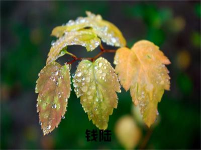 钱陆免费小说_神豪：我能预知未来免费最新章节列表_笔趣阁