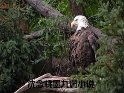 小说（炮灰嫡女，靠上辈子的记忆改变命运）免费阅读-小说（沈念桃墨九渊）无弹窗大结局 炮灰嫡女，靠上辈子的记忆改变命运全文在线赏析最新章节列表_笔趣阁