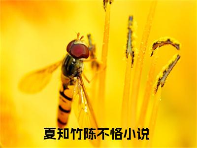 夏知竹陈不恪无弹窗热文（夏知竹陈不恪）在线阅读-夏知竹陈不恪小说在哪里可以看