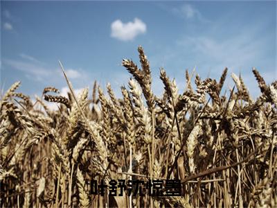 叶舒沈惊墨(叶舒沈惊墨)全文阅读无弹窗大结局_叶舒沈惊墨免费阅读无弹窗最新章节列表