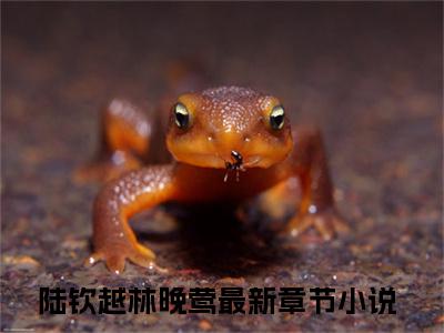 陆钦越林晚莺（陆钦越林晚莺）全文免费阅读无弹窗_陆钦越林晚莺最新小说_笔趣阁（陆钦越林晚莺）