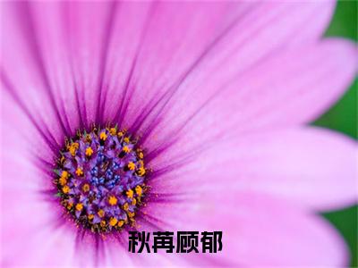 秋苒顾郁无广告小说免费阅读，秋苒顾郁完结小说在线阅读