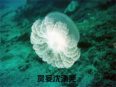 贺妄沈清芜（贺妄沈清芜）全文免费阅读无弹窗大结局_（贺妄沈清芜全文）贺妄沈清芜最新章节列表笔趣阁（贺妄沈清芜）