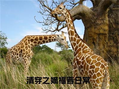 唐悦（清穿之嫡福晋日常）完结版小说-唐悦小说全文免费阅读笔趣阁