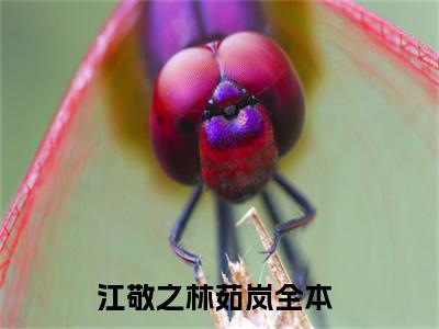 江敬之林茹岚全文免费阅读无弹窗,江敬之林茹岚小说最新章节列表无删减_笔趣阁