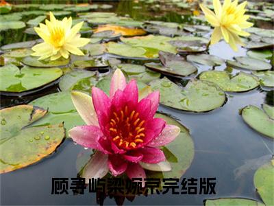 顾寻屿梁婉京全文免费阅读无弹窗_（顾寻屿梁婉京）全文在线阅读大结局