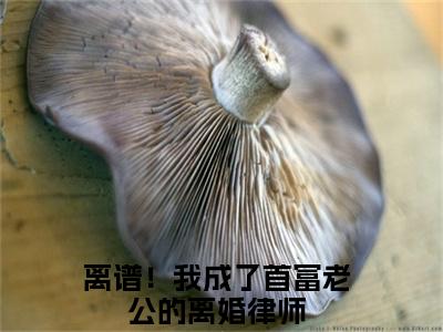 小说（离谱！我成了首富老公的离婚律师）免费阅读-小说（司烨陆辛夷）无弹窗大结局 离谱！我成了首富老公的离婚律师全文在线赏析最新章节列表_笔趣阁