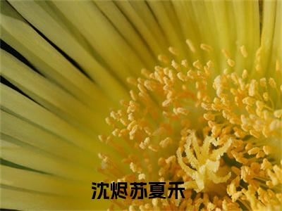 擅长扮乖的他坏到冒泡小说（沈烬苏夏禾）最新章节阅读-擅长扮乖的他坏到冒泡（沈烬苏夏禾）免费阅读无弹窗大结局