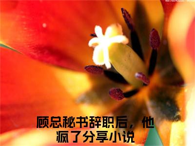 主人公叫（叶星辞顾凛寒）的小说（顾总秘书辞职后，他疯了）免费阅读最新章节列表_笔趣阁