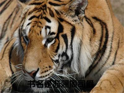 苏澜周司爵全文免费阅读无弹窗大结局_(苏澜周司爵)偏宠暖婚最新章节列表_笔趣阁