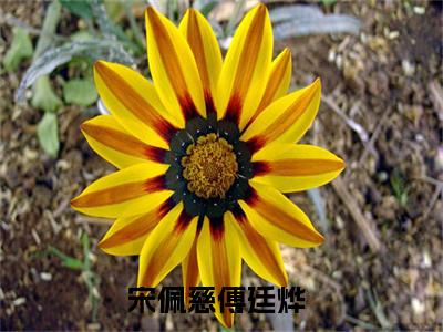 宋佩慈傅廷烨小说在线阅读(宋佩慈傅廷烨)_宋佩慈傅廷烨小说最新章节
