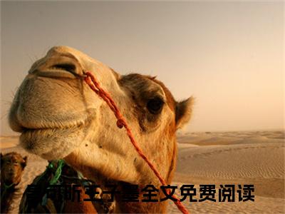 昌可昕王子墨小说免费阅读无弹窗,小说名字是：昌可昕王子墨的小说在线阅读无删减