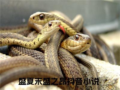 盛夏末盛之昂全文免费阅读无弹窗大结局-盛夏末盛之昂 全文全章节免费阅读