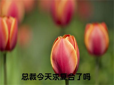 爆款小说孟潇潇杨景逸-总裁今天求复合了吗全文阅读（完整版）