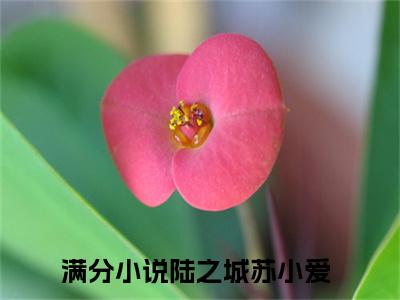 小说免费阅读-抖音新书热荐陆之城苏小爱