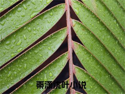 好看的小说推荐秦潇沈叶 秦潇沈叶全文试读