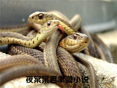 夜棠棠君聿渊小说全文免费阅读（夜棠棠君聿渊）全文免费阅读无弹窗大结局_(夜棠棠君聿渊)夜棠棠君聿渊小说免费阅读无弹窗最新章节列表_笔趣阁（夜棠棠君聿渊）